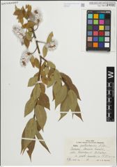 Foto von Salix pentandroides Rouy